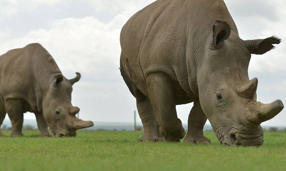 Kenya To Genetically Preserve Two Remaining Northern White Rhinos